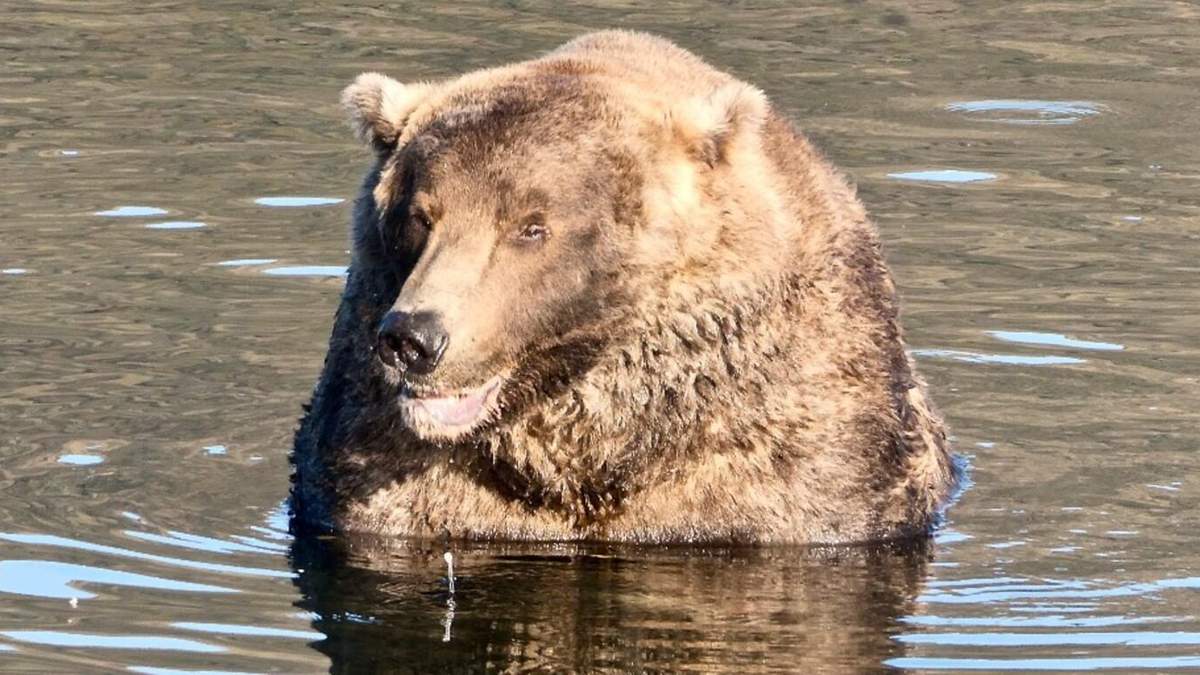 На Аляске выбрали самого толстого медведя: у него очень нетипичная рыбалка - Pets