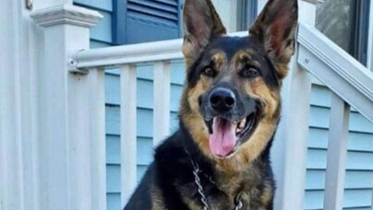 Схопила за комір й тягнула: собака врятувала господаря, коли у нього стався інсульт - Pets