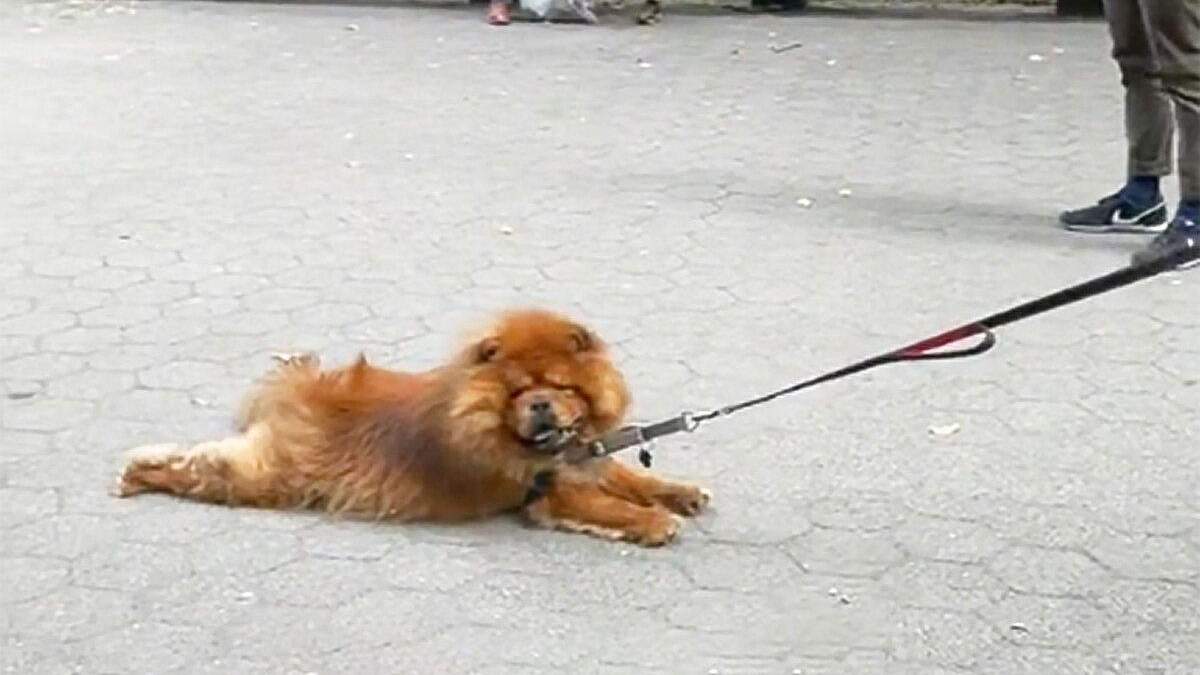 Ленился гулять: какой способ прогулки выбрал хитрый пес – забавное вирусное видео - Pets