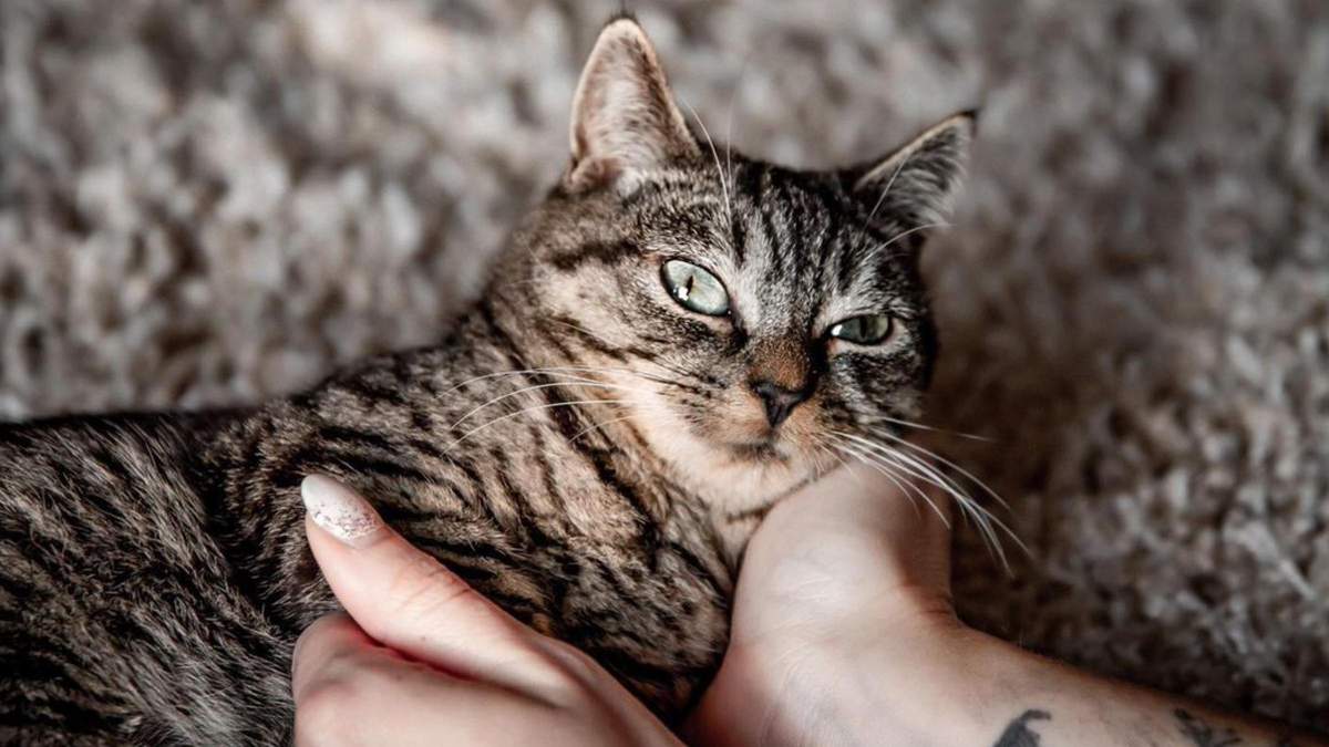 Гроші для кота з невиліковною патологією: як люди вирішили допомогти чотирилапому - Pets