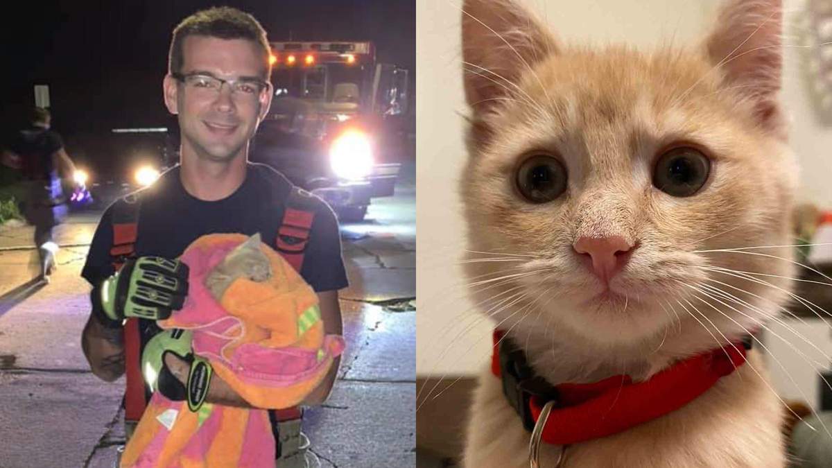 "Я пополз на руках и коленях в меньшую трубу": почему мужчина забрал домой спасенного котенка - Pets