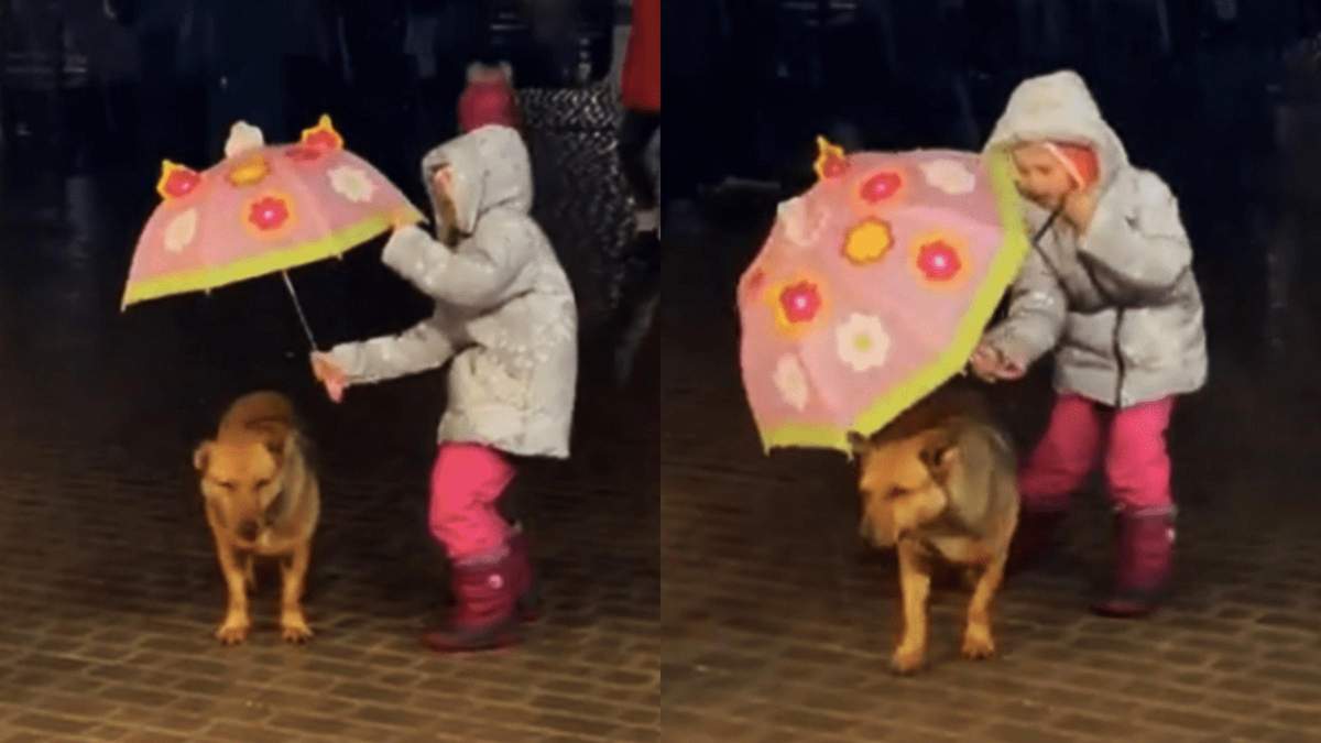 Закривала своєю парасолею, а сама мокла: як дівчинка намагалася сховати собаку від дощу - Pets
