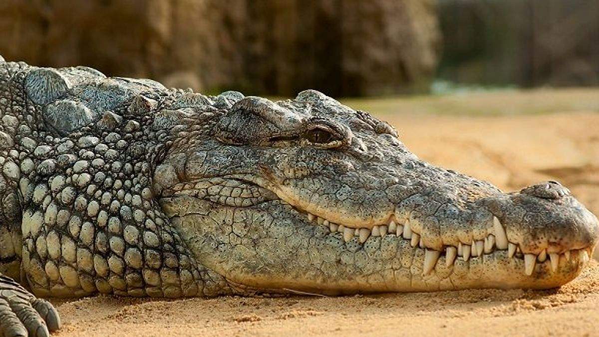 Живёт в храме и ест рис: крокодил-вегетарианец из Индии удивляет туристов