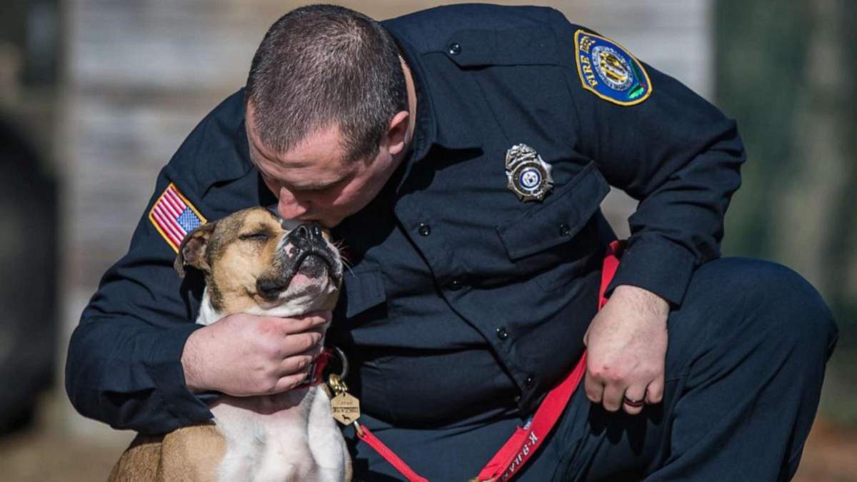 Цуценя врятували від підпільних собачих боїв: як тепер чотирилапий допомагає пожежникам - Pets