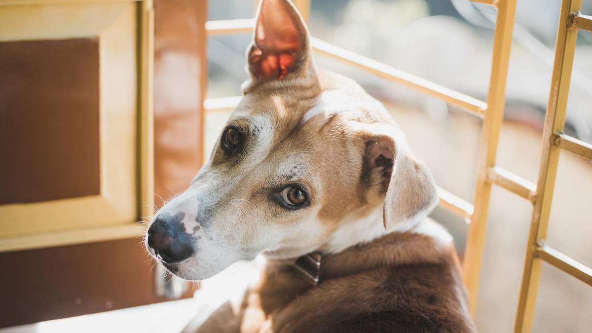 Собаки понимают отдельные слова: ученые удивили новым исследованием - Pets