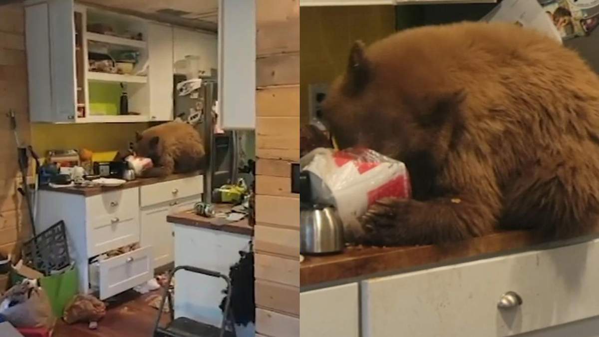 Ведмідь заліз в будинок, аби поласувати смаженою куркою: відео з викрадачем - Pets