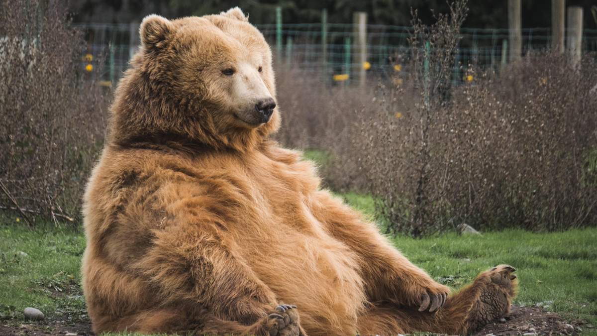 Косолапый покупатель: в США медведь зашел в магазин, воспользовавшись дезинфектором