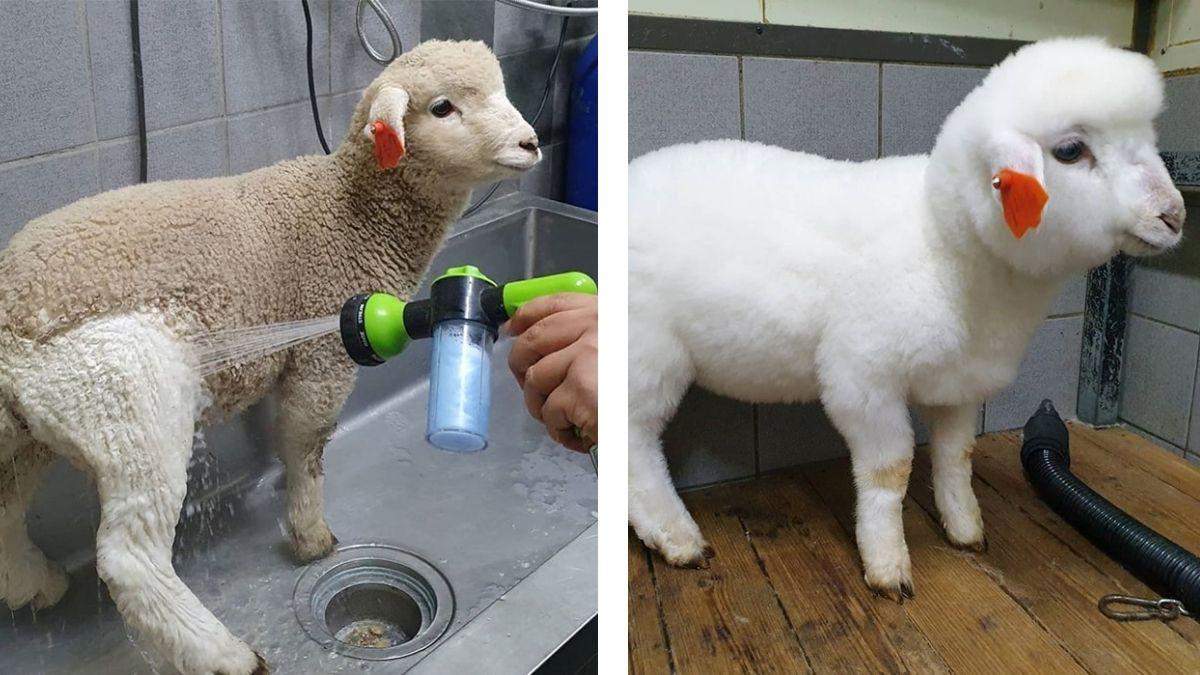Как меняются овцы после купания: в кафе с животными показали очень милые фото - Pets