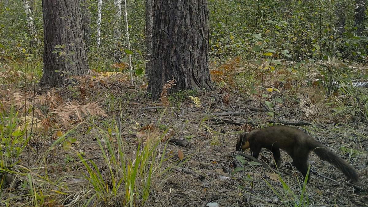 Мила, але хижа: яка тварина потрапила у фотопастку на території Чорнобиля - Pets