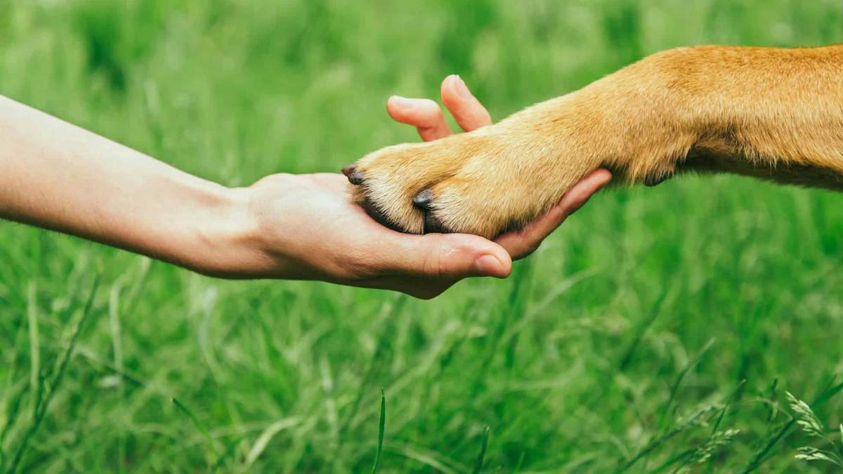 Владелицы научили свою глухую собаку понимать, что пора гулять: волшебная реакция пса