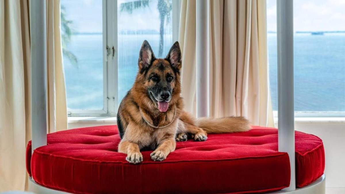 Найбагатший собака світу продає свій маєток: якими вражаючими статками володіє чотирилапий - Pets