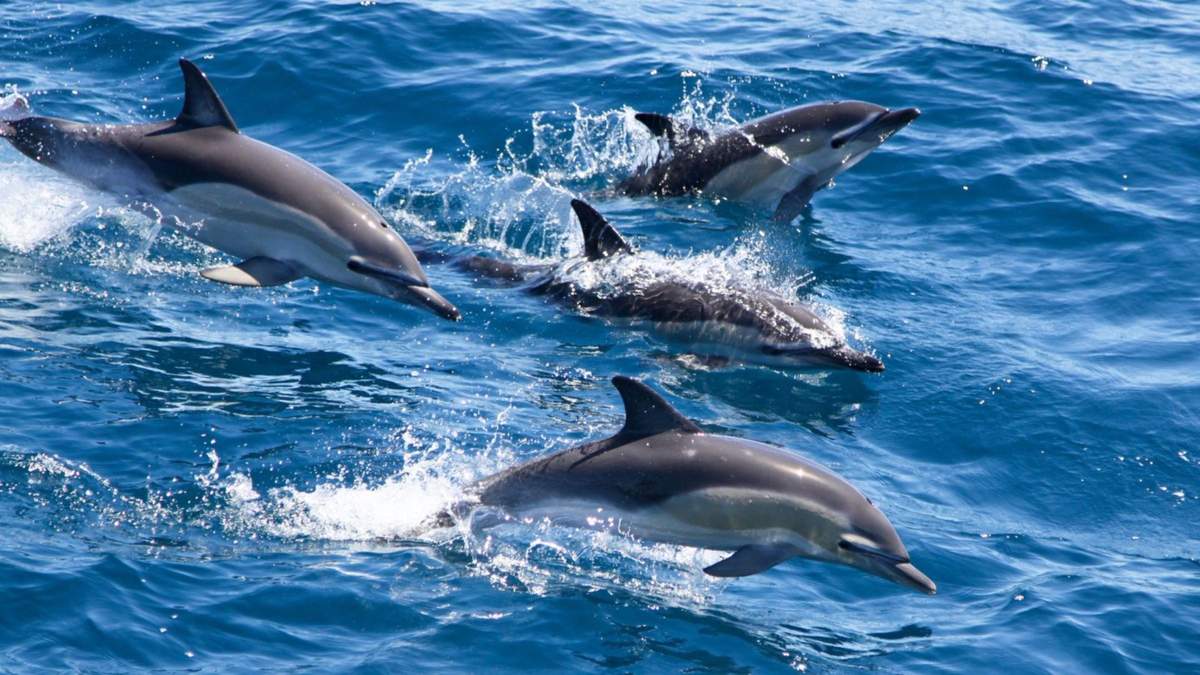 Понад 12 годин у відкритому океані: як дельфіни врятували жінку - Pets
