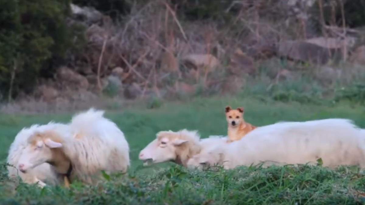 Лёг на спине овцы, чтобы отдохнуть: собака-пастух выбрал оригинальное место для отдыха - Pets