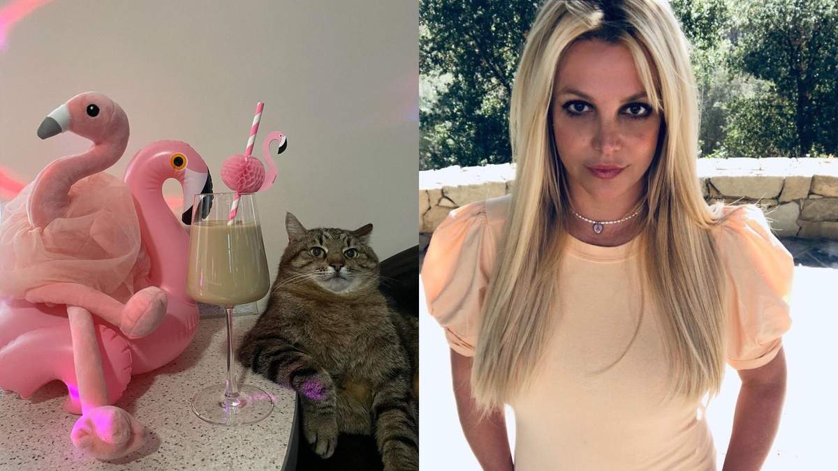 Украинский кот Степан покорил Бритни Спирс: чем четвероногий смог поразить певицу - Pets