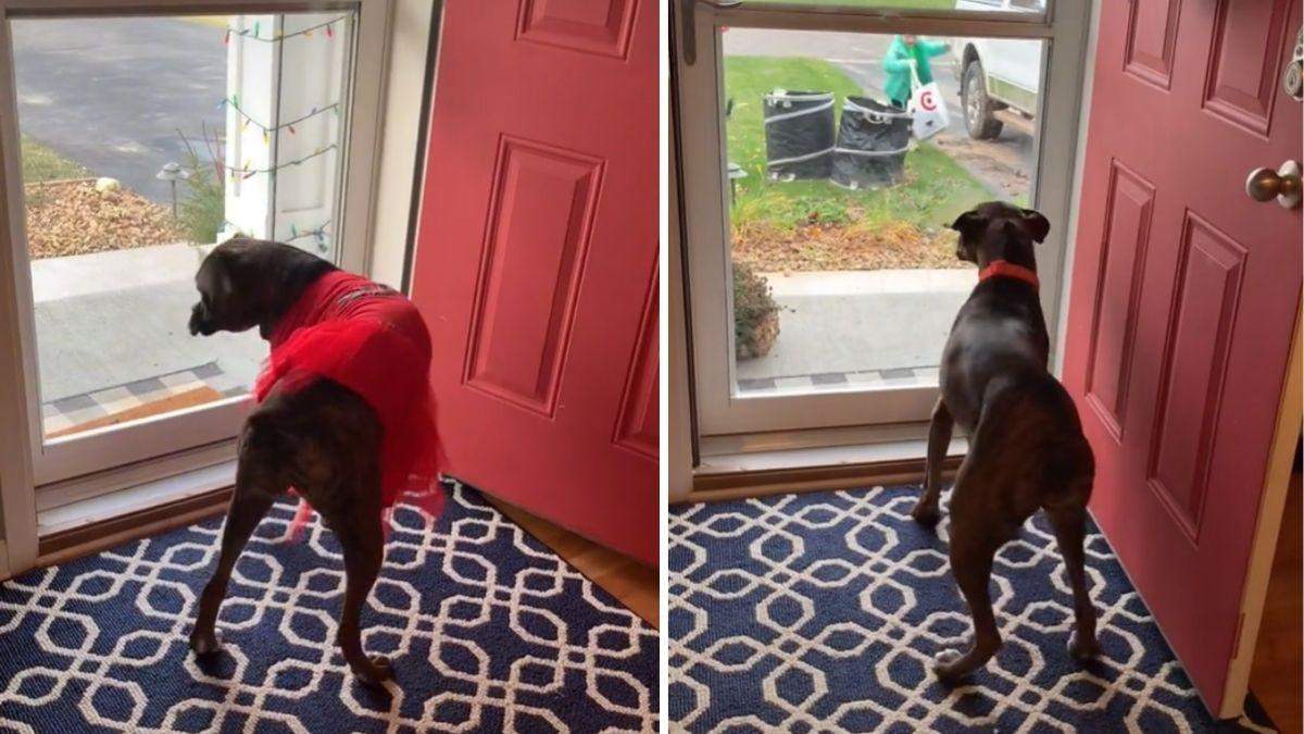 Собака кумедно танцює, коли бачить дітей: відео з новою зіркою тіктоку - Pets