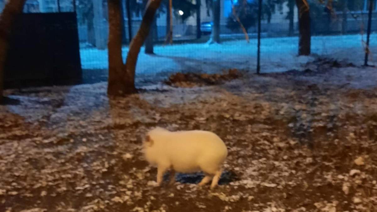 У Харкові перехожі ловили карликову домашню свинку: відео події - Новини Харкова - Pets