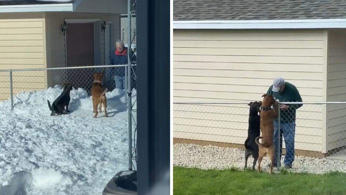 Як добрий сусід товаришує з собаками: зворушливе відео розчулило мережу - Pets