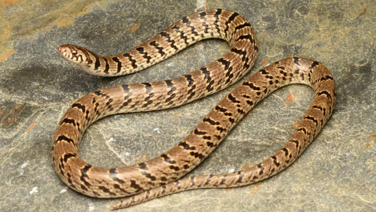 Вчені відкрили новий вид змій, завдяки світлині в інстаграм: відео із рептилією - Pets