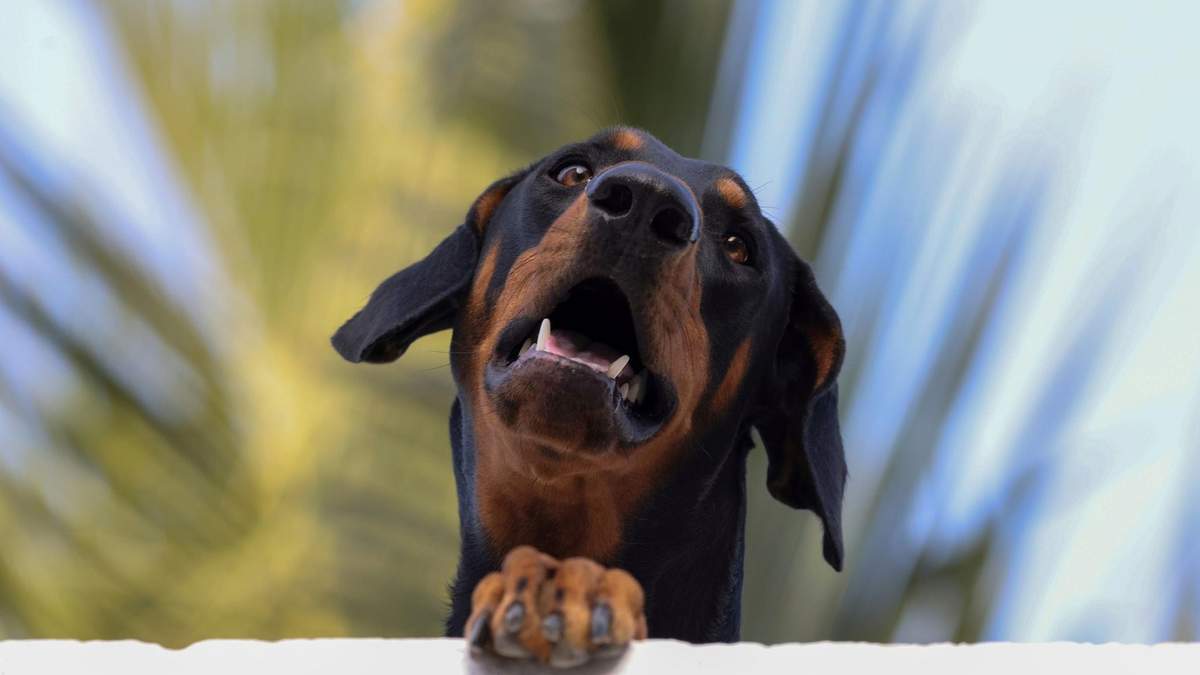 Доберман хотів почесати спину: відео незграбного собаки, що розсмішило соцмережі - Pets