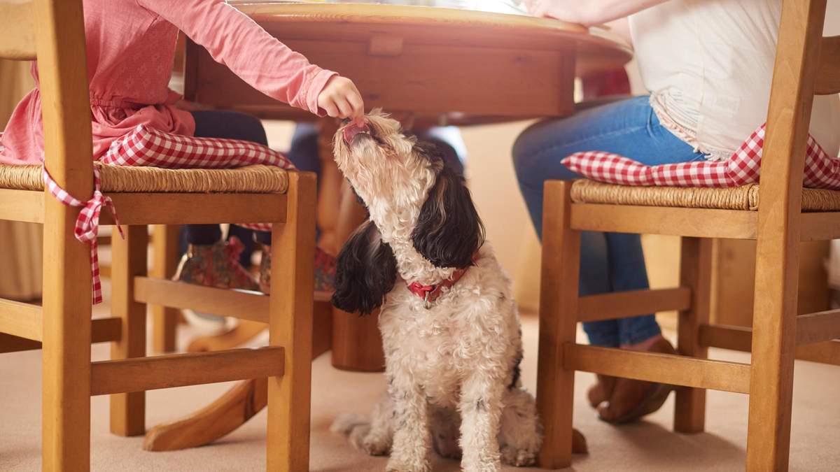 Холодець, майонез та горіхи: який негативний вплив на собак та кішок мають страви "зі столу" - Pets