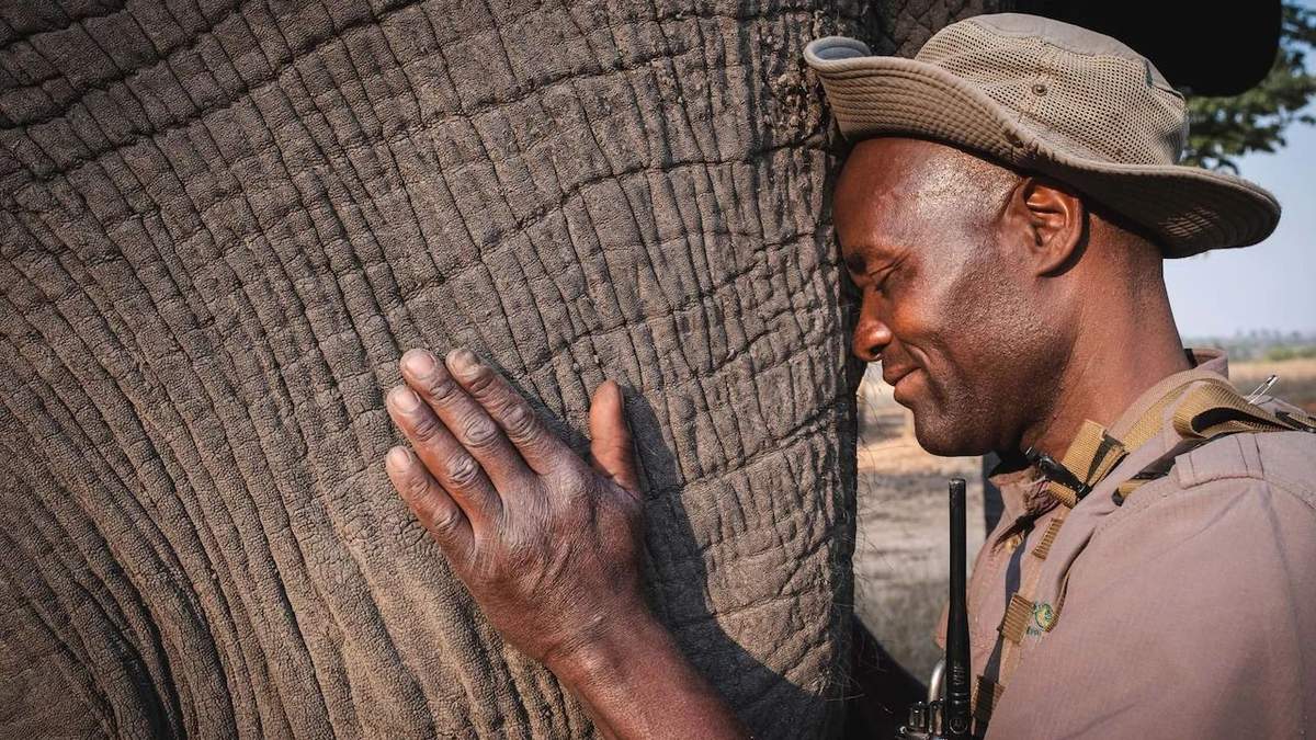 Слон та наглядач у заповіднику стали найкращими друзями: щемливі фото з Африки - Pets