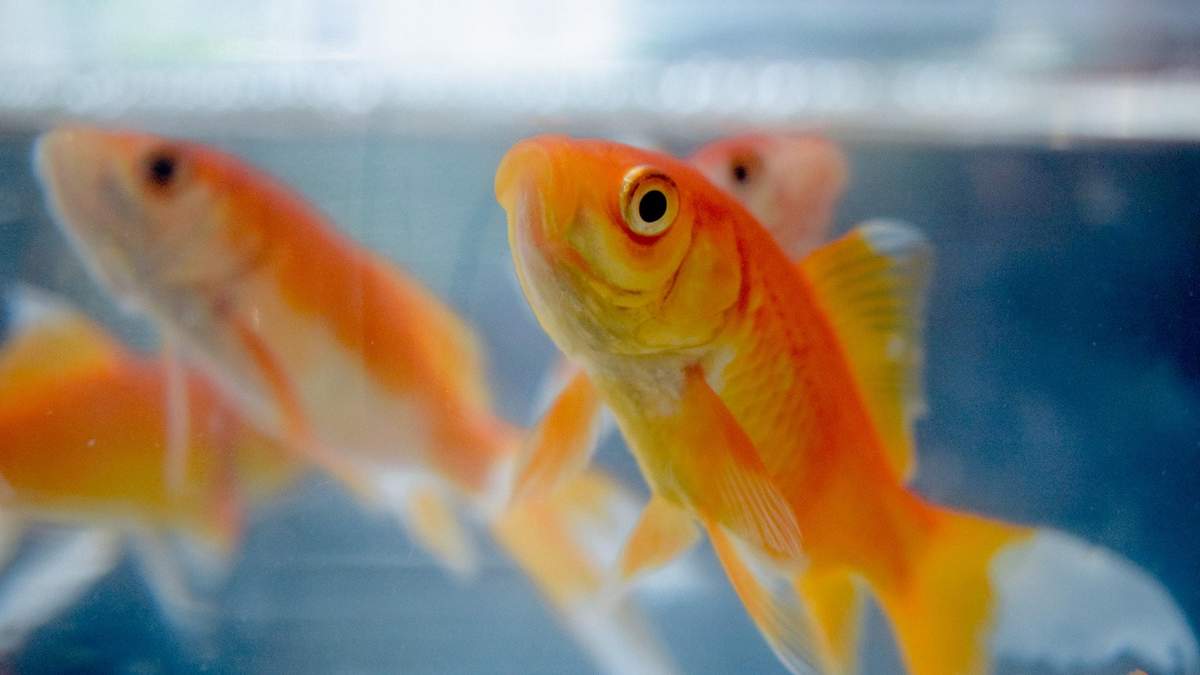 Золоті рибки можуть бути водіями: вчені приголомшили новим дослідженням - новини Ізраїлю - Pets