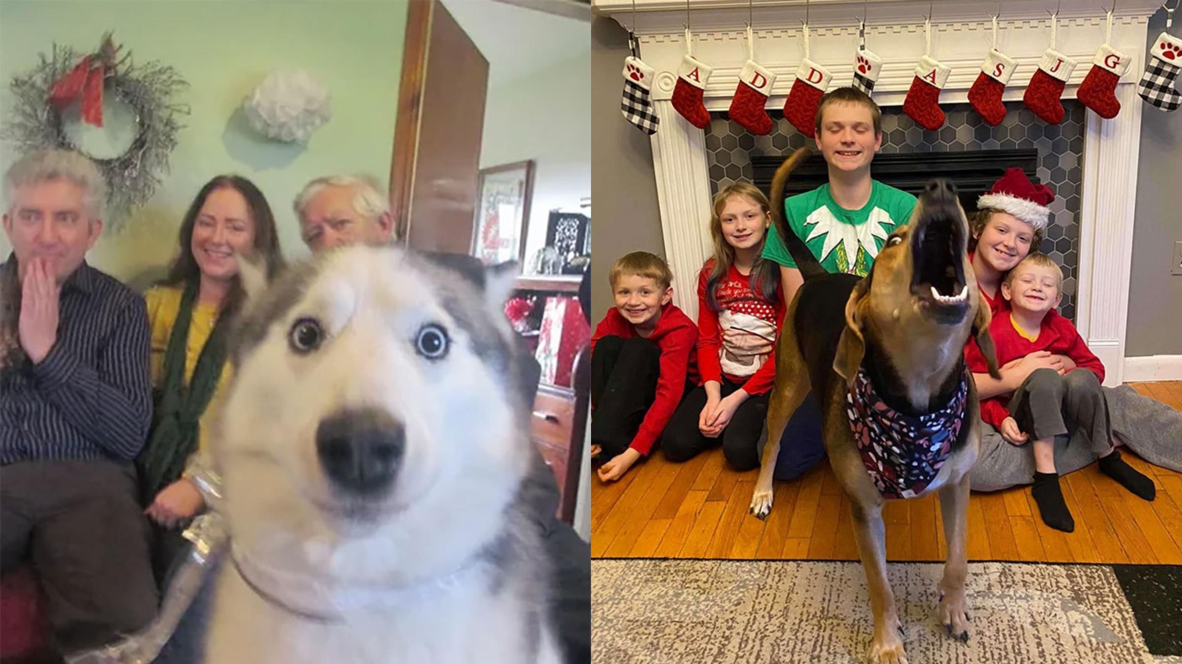 Як собаки вдало "покращують" святкові сімейні фото: кумедна підбірка