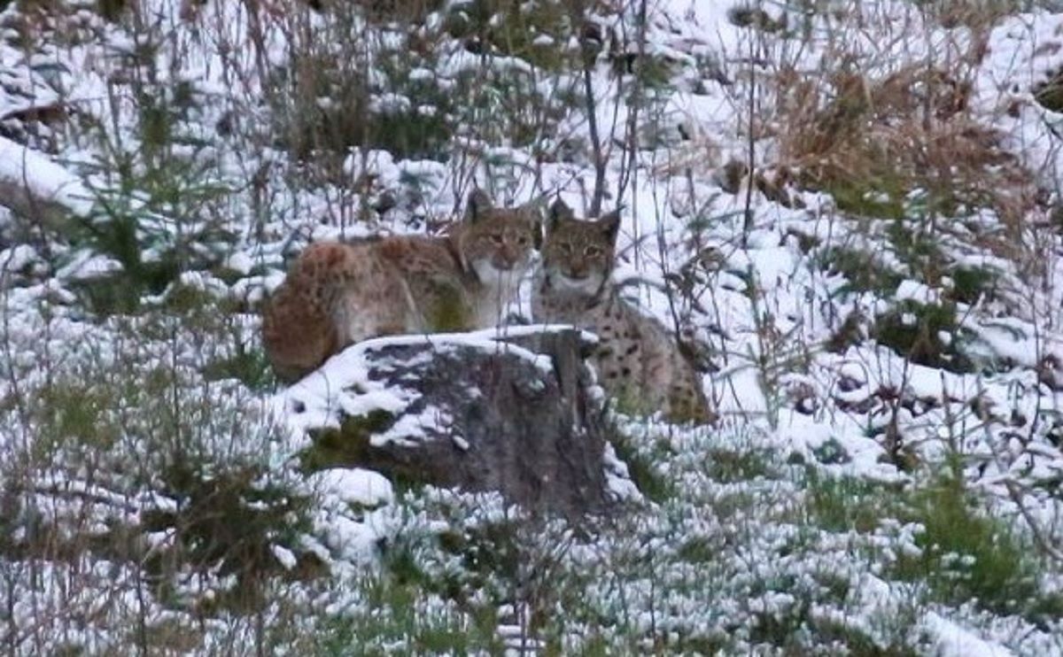 В Карпатах сняли на камеру краснокнижную рысь: редкие фото В Карпатах сняли на камеру краснокнижную рысь: редкие фото