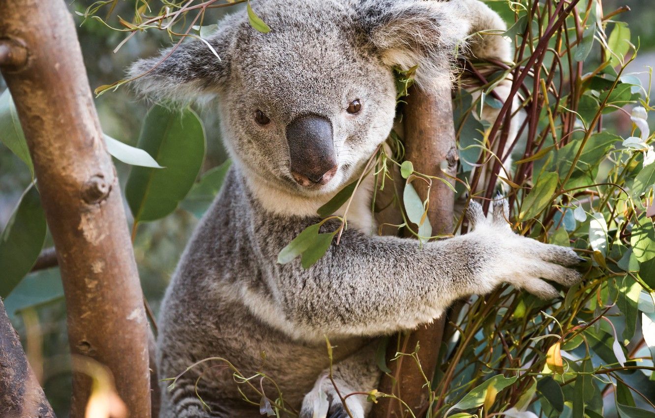 Через коал може вимерти майже весь евкаліпт: як це зупинити