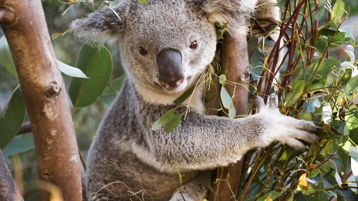 Из-за коал может вымереть почти все эвкалипт: как это остановить