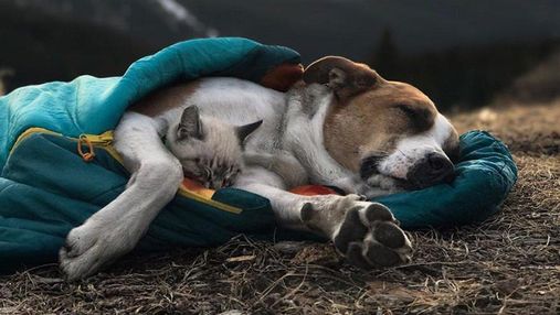 Дружба между собакой и котом – существует: фото милых путешественников