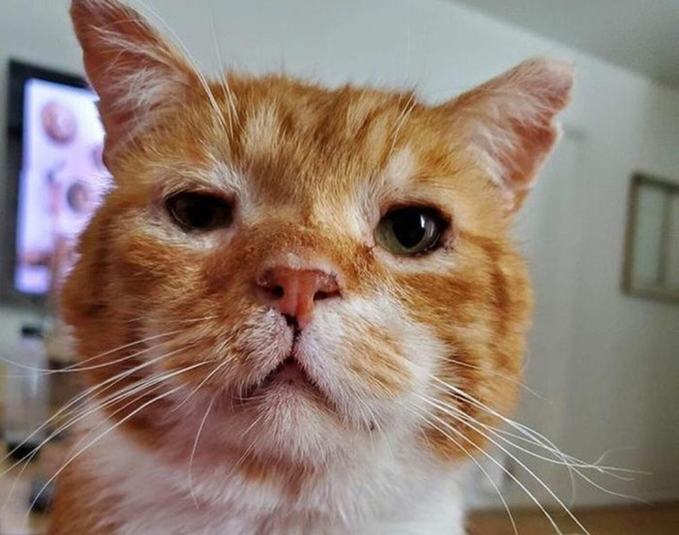 Замерзлого кота врятували і віддали у турботливу сім'ю: щемливі фото Замерзлого кота врятували і віддали у турботливу сім'ю: щемливі фото