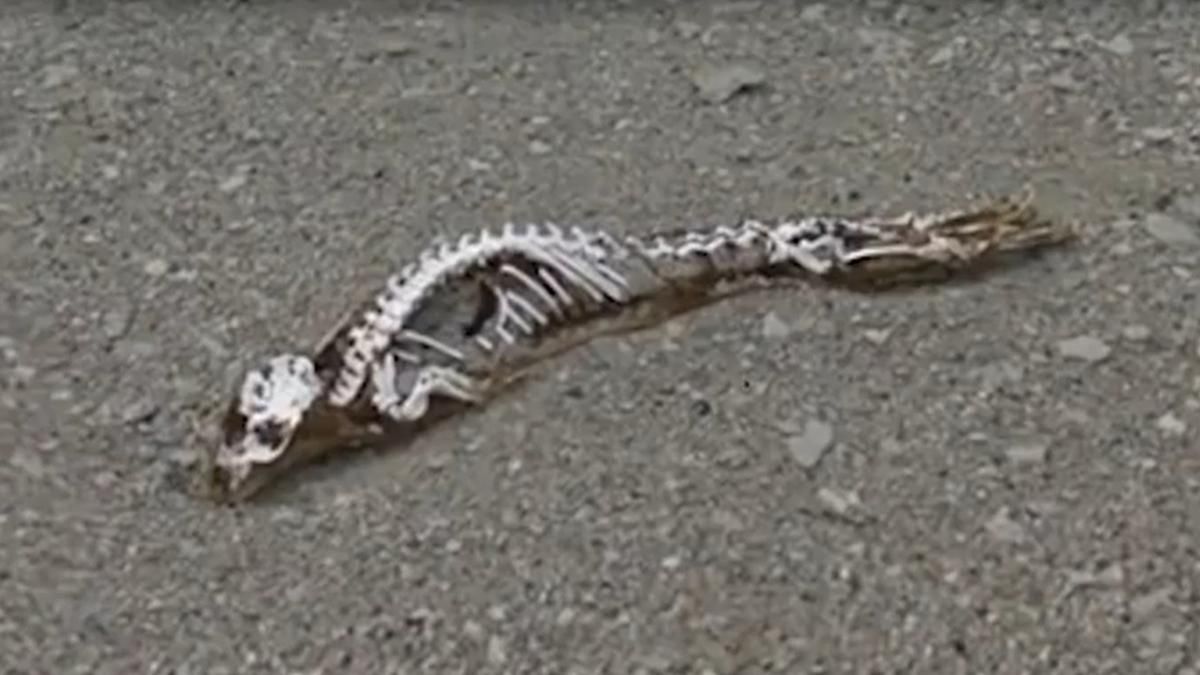 В Антарктиді знайшли скелет загадкової істоти