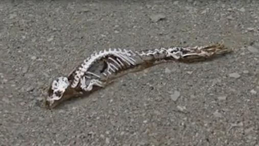 Загадочная находка в Антарктиде: какой существу принадлежит странный скелет – фото, видео 