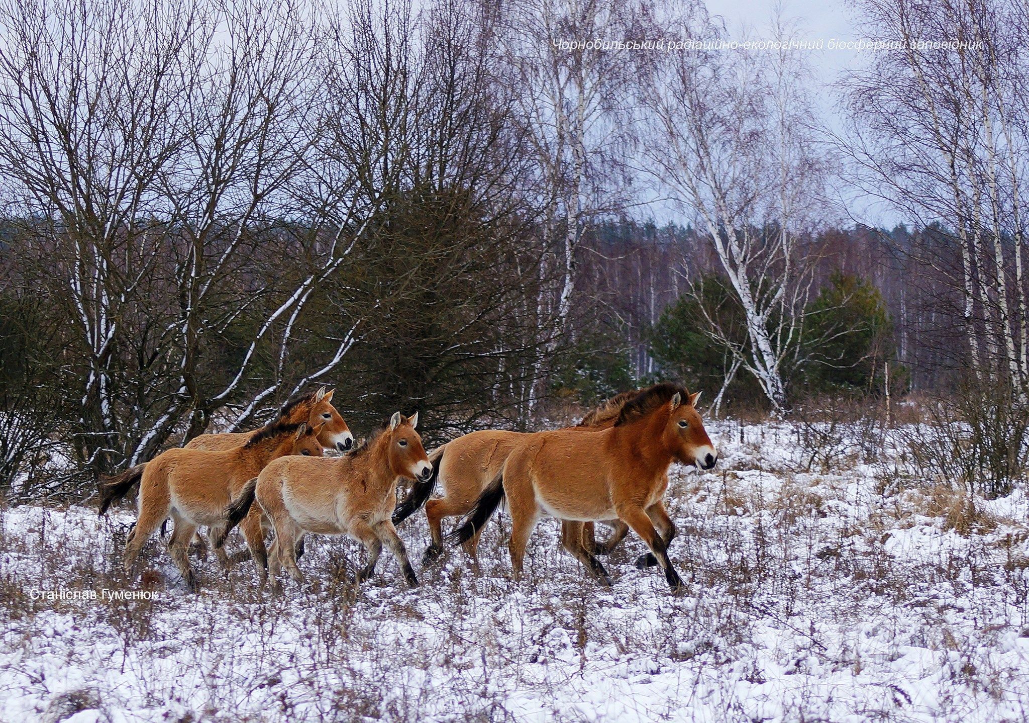 Лошадей Пржевальского заметили зимой в Чернобыльской зоне: фото Лошадей Пржевальского заметили зимой в Чернобыльской зоне: фото