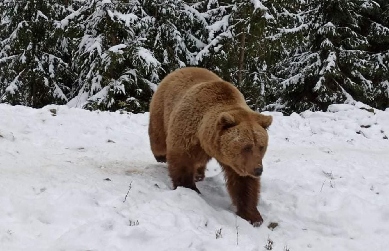 На Закарпатье бурые медведи начали залегать в спячку: фото 