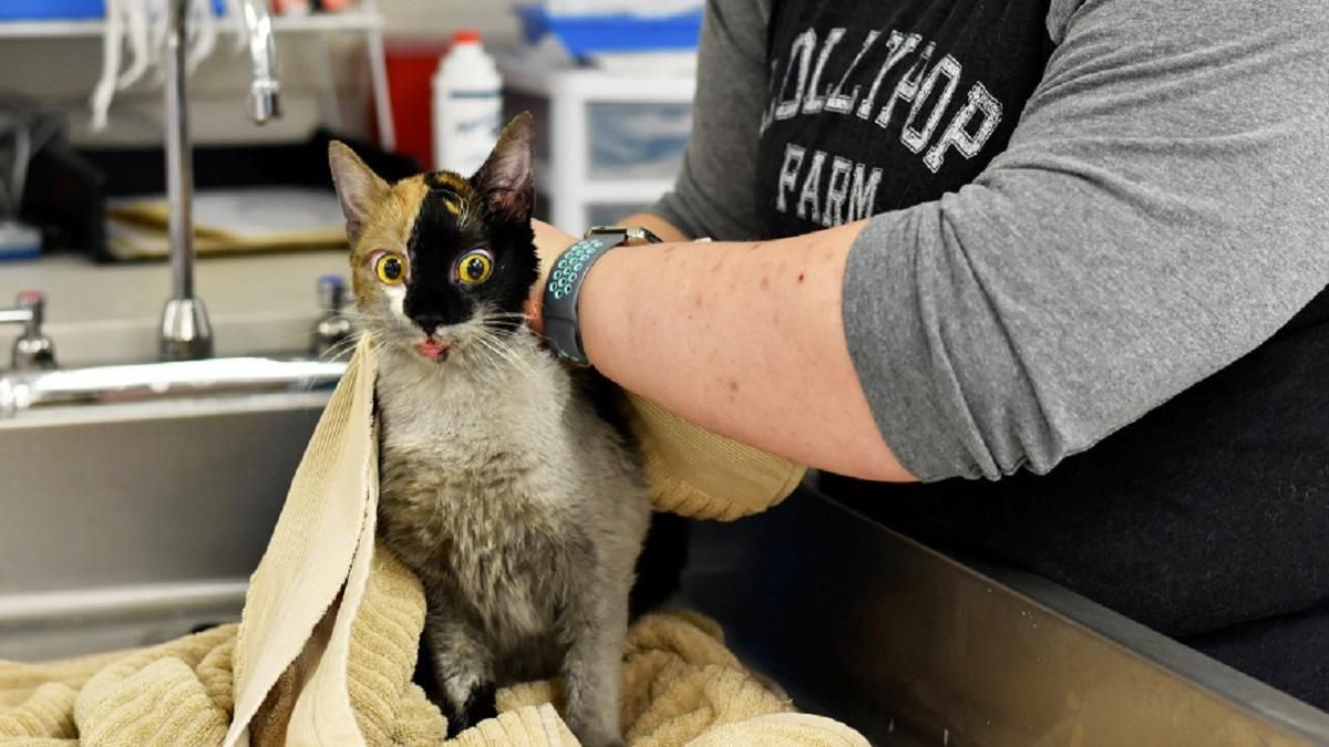 В Нью-Йорке почти сотню кошек спасли из пожара: детали