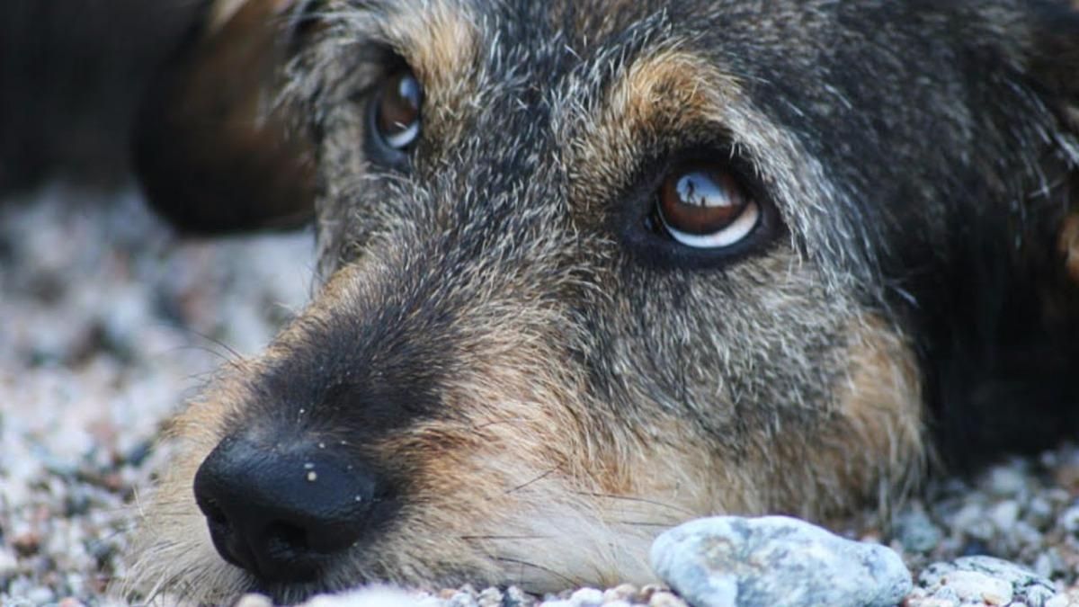 Заставлял идти гулять: в Черкассах мужчина избил свою собаку - фото Заставлял идти гулять: в Черкассах мужчина избил свою собаку - фото