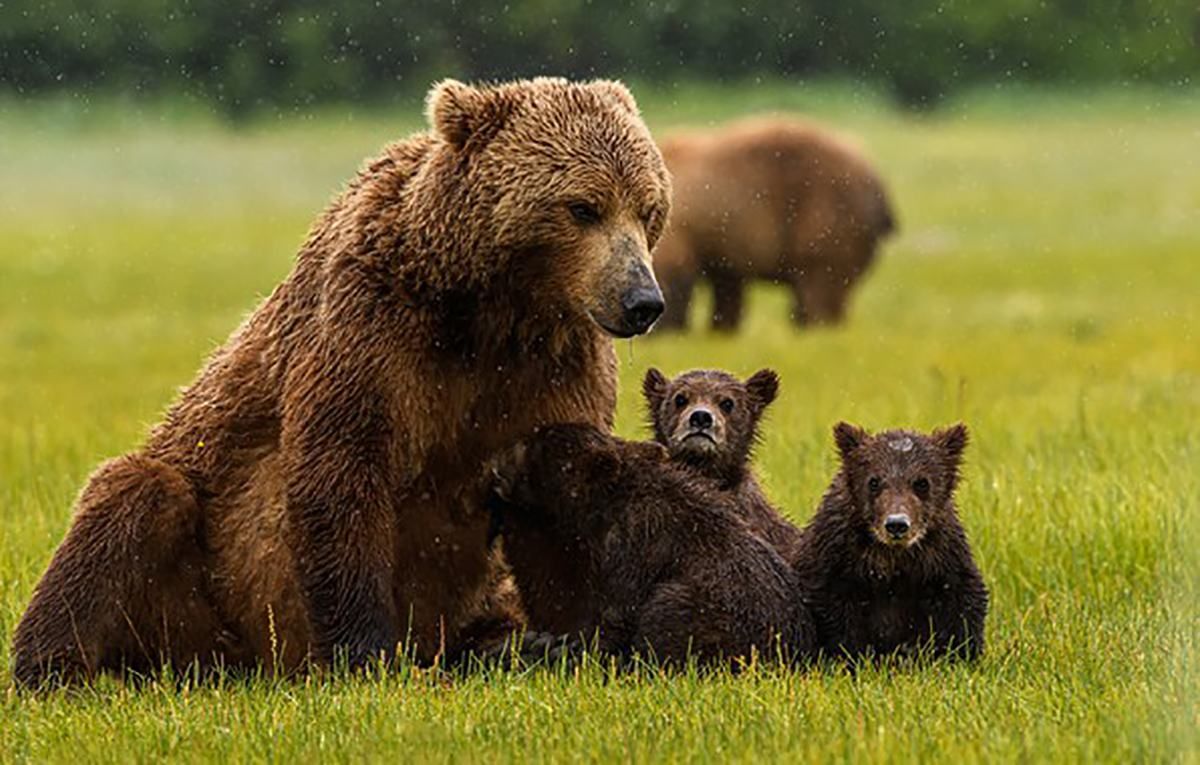 В Хмельницком медведица, которую выкупили из цирка, родила медвежат
