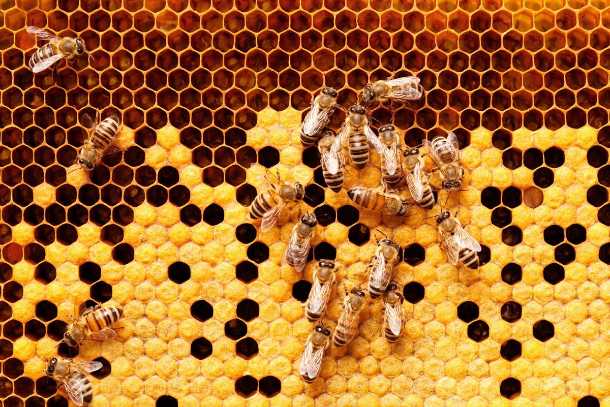 Під час пандемії у офісі американської компанії оселилися бджоли Під час пандемії у офісі американської компанії оселилися бджоли