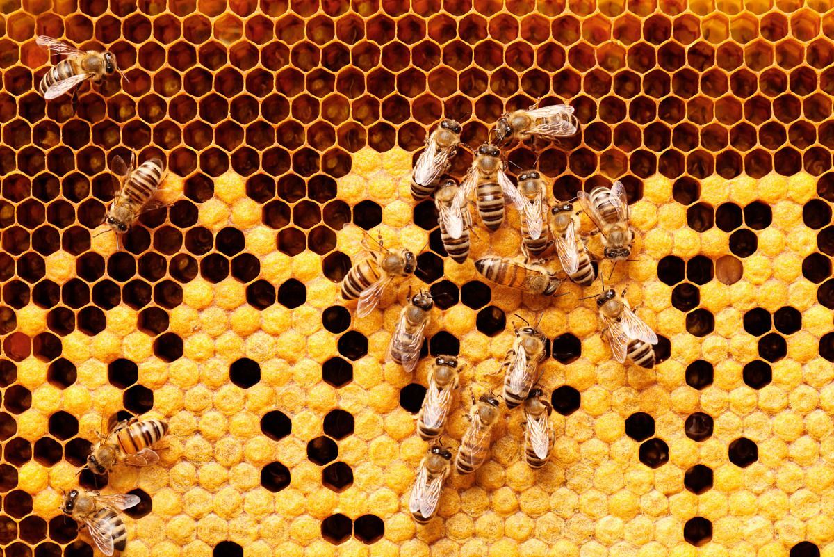 Во время пандемии в офисе американской компании поселились пчелы 