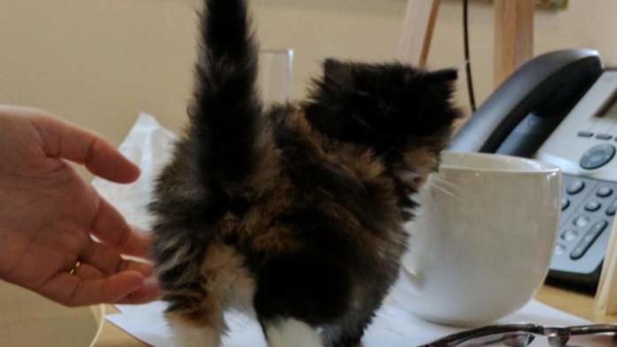 Жінка принесла кошеня на роботу: милі фото Жінка принесла кошеня на роботу: милі фото