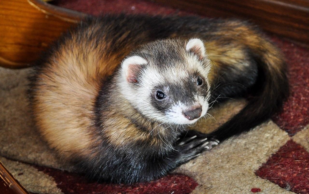 Домашній тхір вижив після 100 хвилин у пральній машині Домашній тхір вижив після 100 хвилин у пральній машині