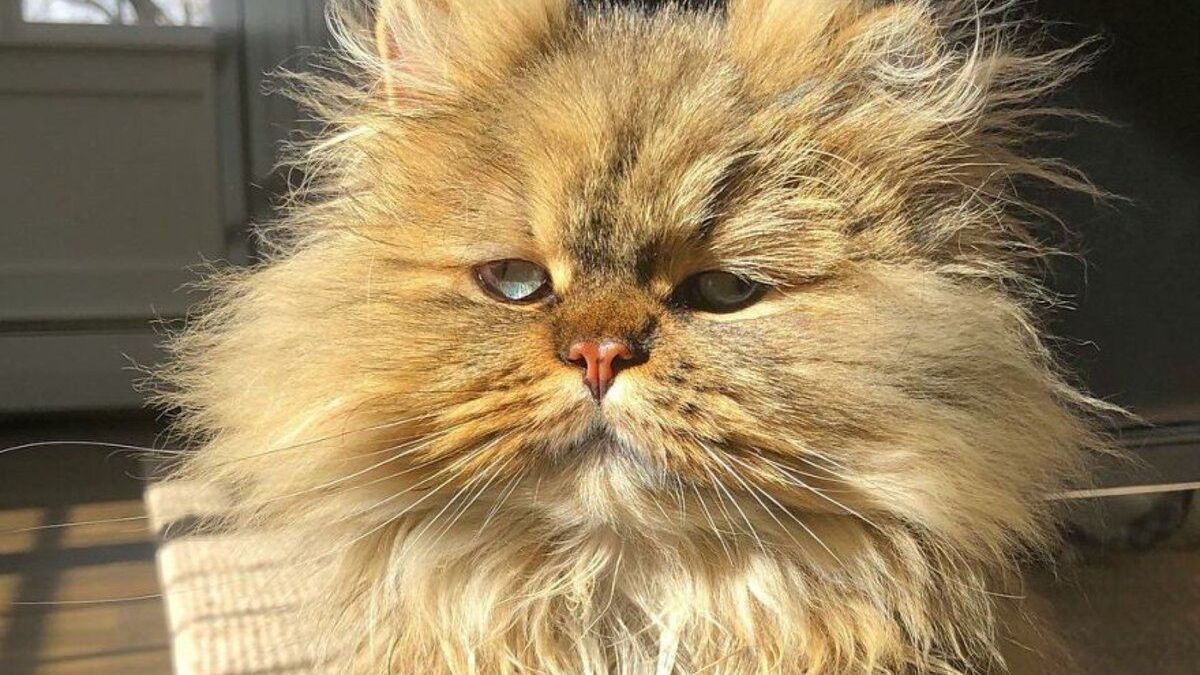 Персидський кіт, що виглядає так, ніби не випив ранкову каву