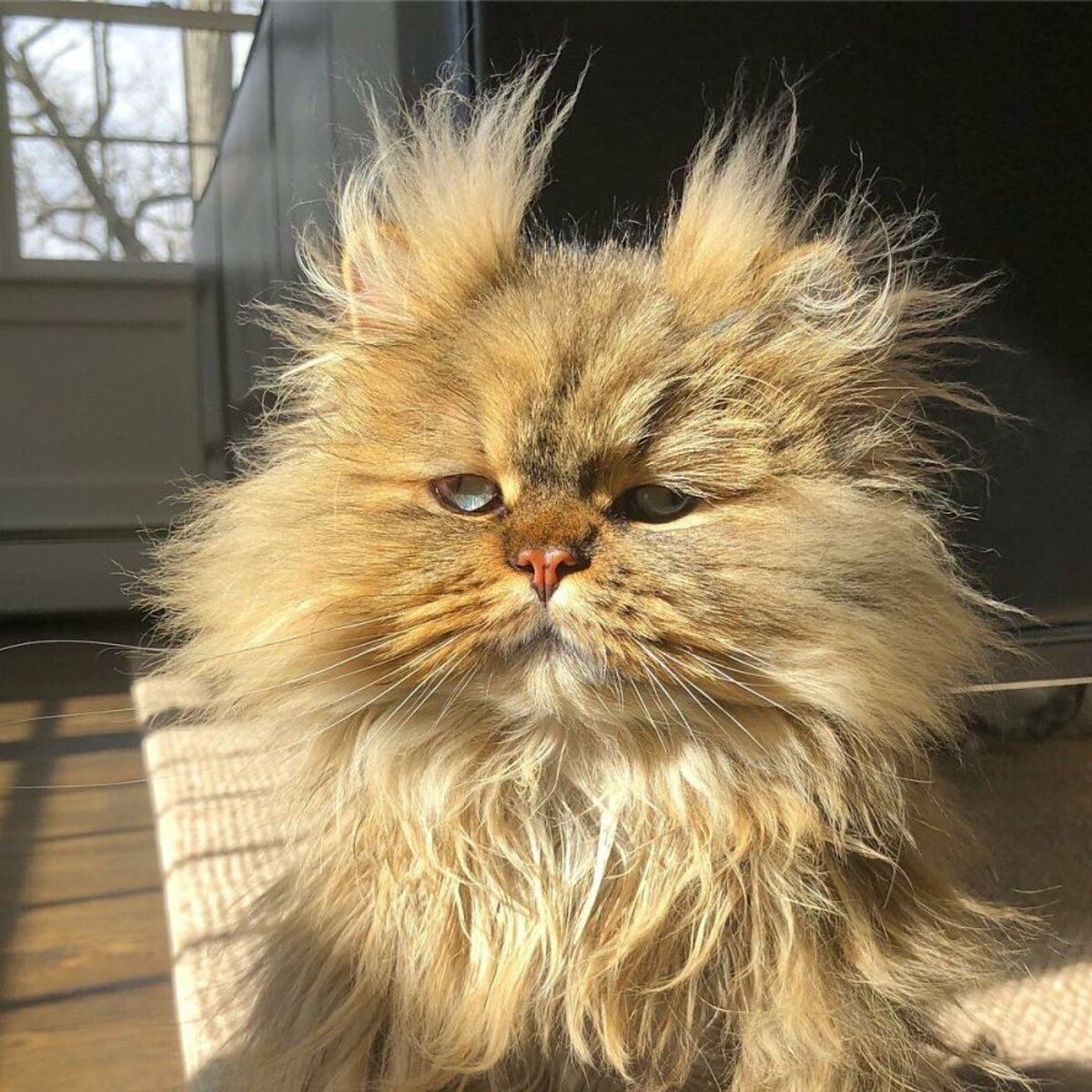 Персидський кіт, що виглядає так, ніби не випив ранкову каву