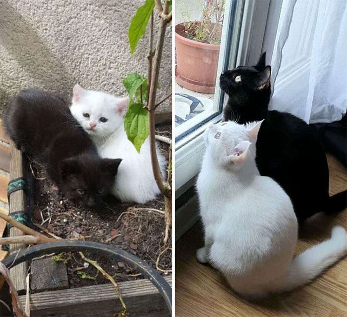 Фото котів та кошенят до та після: якими вони виросли