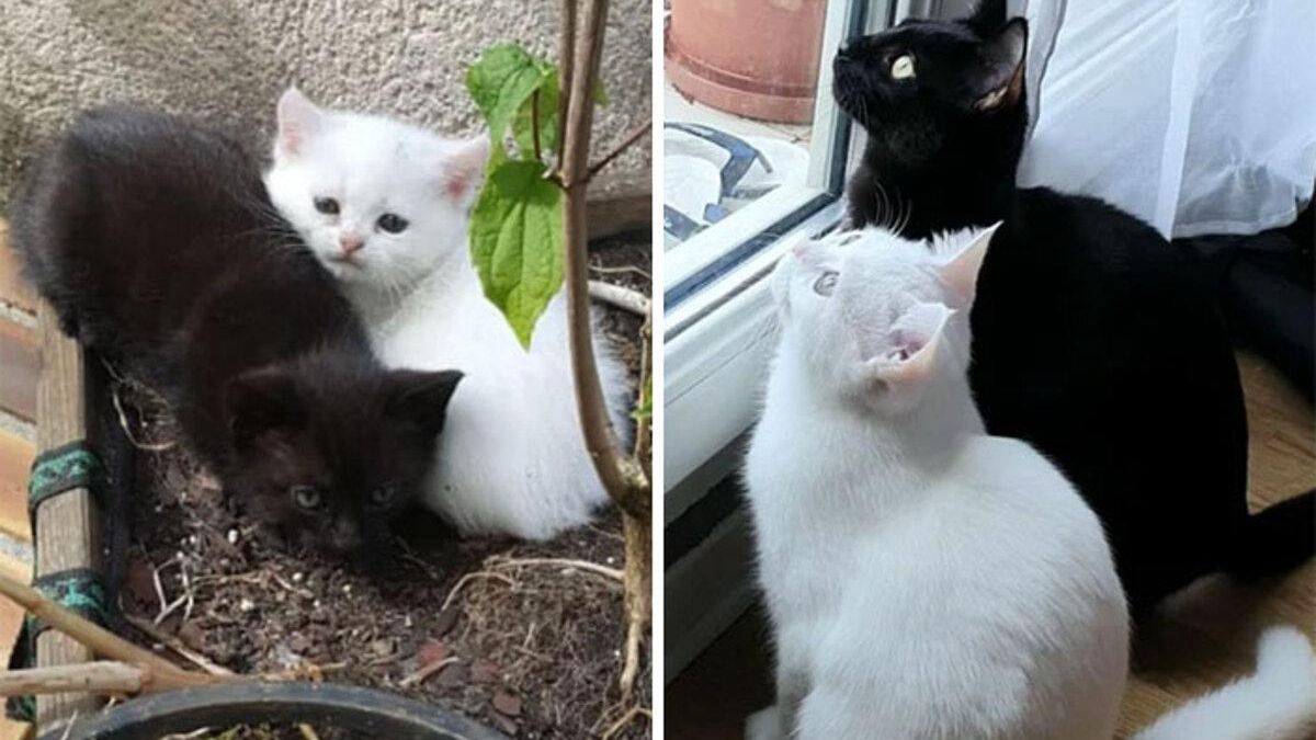 Фото кошек и котят до и после: какими они выросли