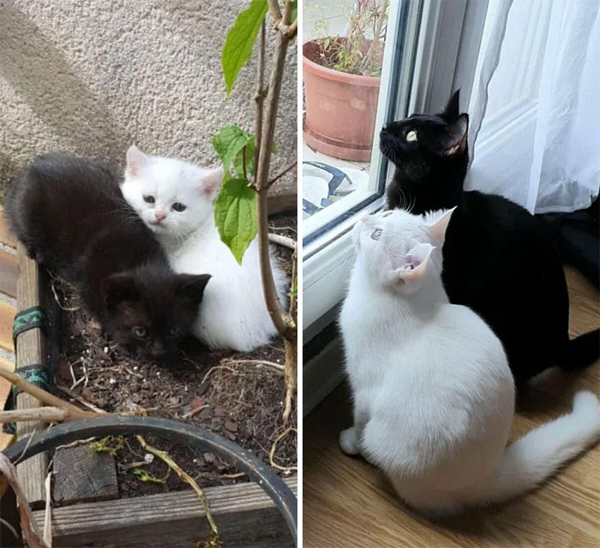 Фото кошек и котят до и после: какими они выросли