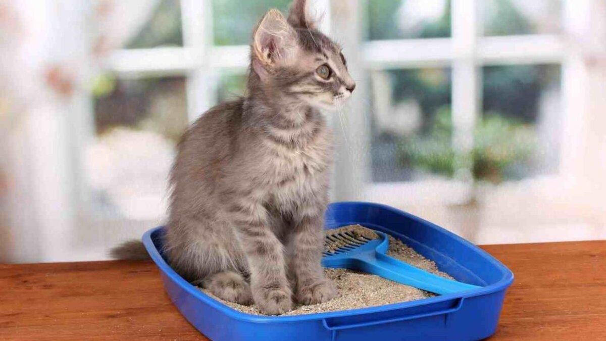 Как быстро приучить котенка или взрослого кота к лотку: инструкция
