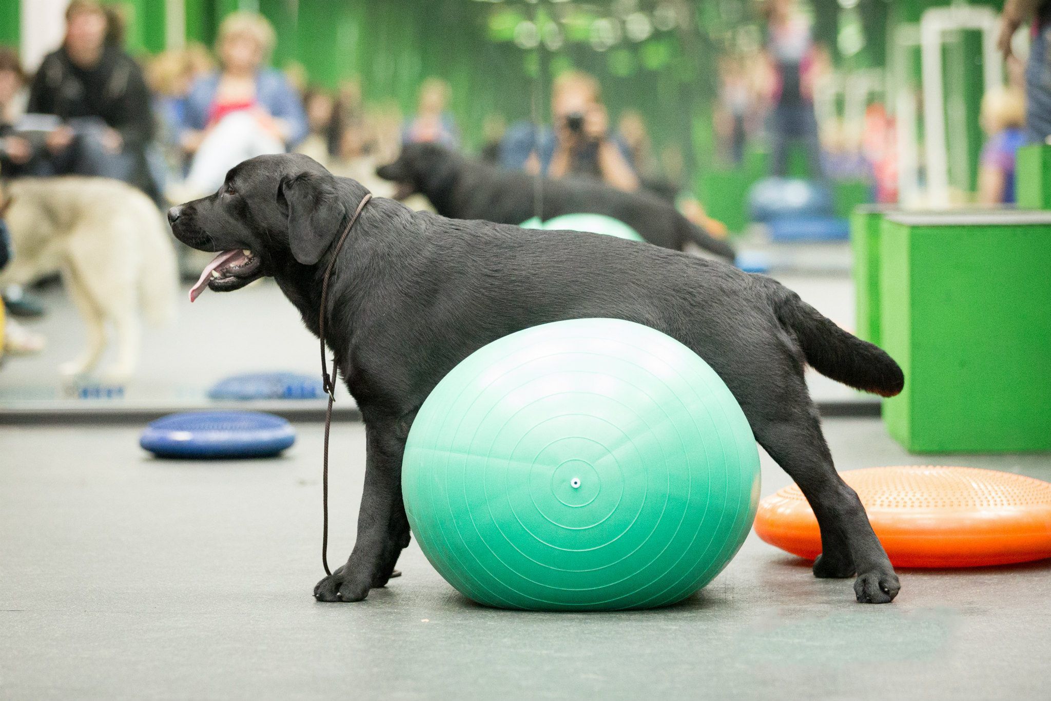 Дог-фитнес: что это и для чего нужен фитнес для собак